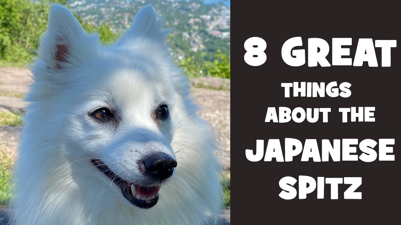 What is so great about the japanese spitz