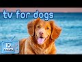 Dog TV! Adventure Videos to Prevent Separation Anxiety! image