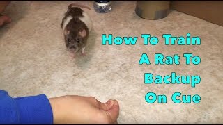 How to Train a Rat to Backup on Cue - Audio tutorial