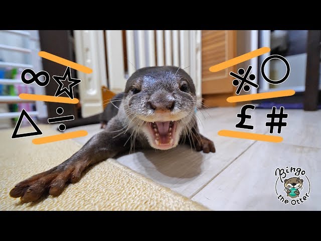 【カワウソ語】で何かを訴え続けるビンゴ Funny talking otter bingo