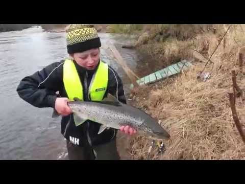 Video: Öring Med Apelsiner På En Morotkudde