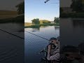 The Subtle Finesse Topwater Game | 7'2" ML Fenwick World Class #fenwickfishing #topwaterfishing