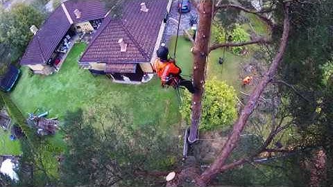 ARBORIST RIGGING TIMELAPSE