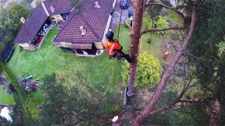 ARBORIST RIGGING TIMELAPSE