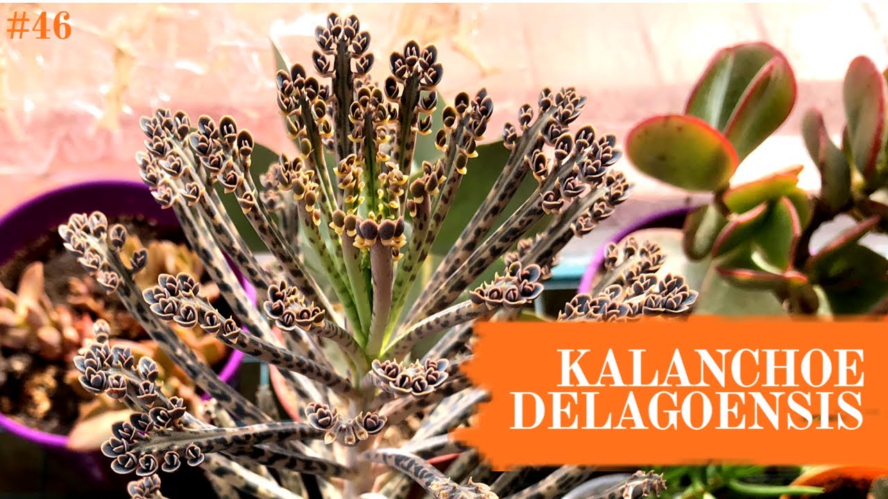 KALANCHOE DELAGOENSIS 💚 | Cuidados y Reproducción