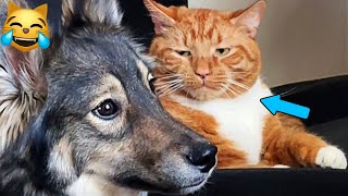 :      /   2025 /    / Funny ANIMALS video #4