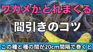 【ワカメ間引のコツ】種まきが遅れた時の対処方法（半フリータネ）