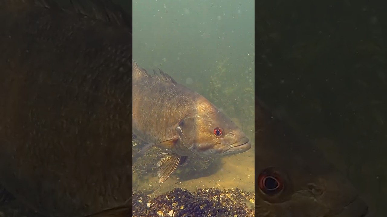 Catching Smallmouth Bass by hand in Lake Champlain