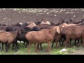 Знаменитые таджикские овцы Гиссаркой породы , отара хозяйства Баракат