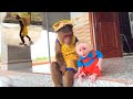 Funny Ending 😆 CUTIS Begs Baby Monkey… But Things Go Wrong