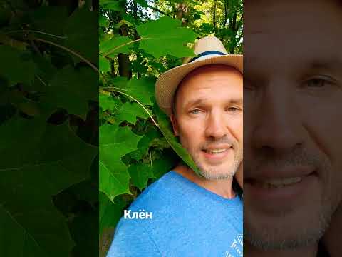 Video: Ağcaqayın Ağacı Çeşidləri: Ağcaqayın Ağacının İdentifikasiyası Haqqında Məlumat
