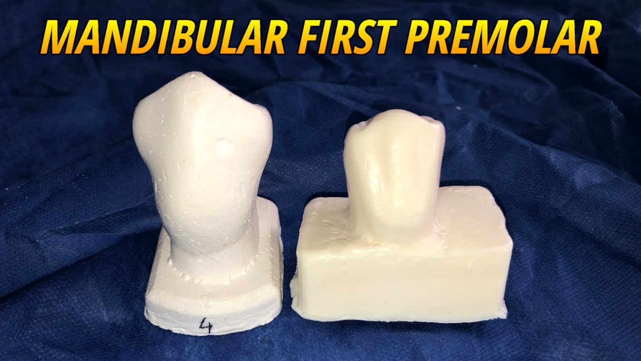 Резьба по нижнему первому премоляру (морфология зуба)