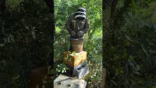 ANOTHER SWARM?!? The little beekeeper was right…