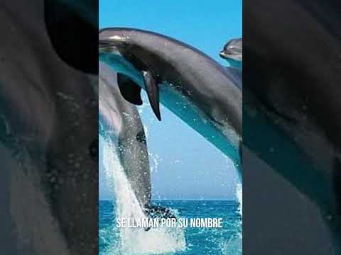 Se Llaman por su Nombre