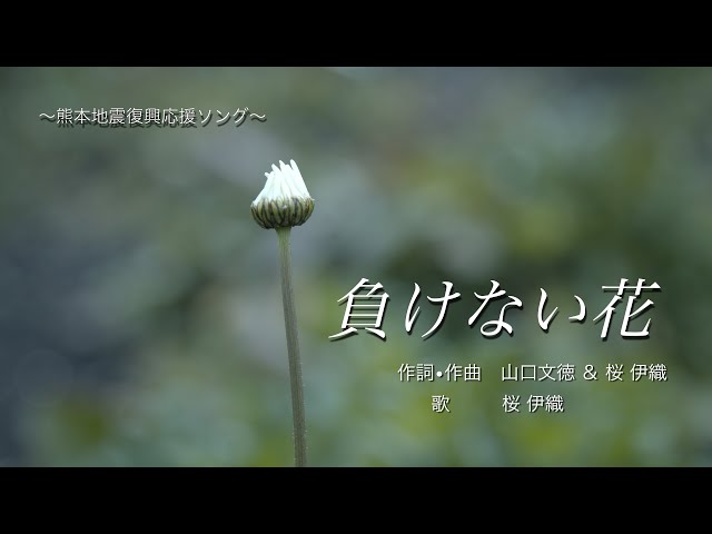 Iori Sakura, the undefeated flower