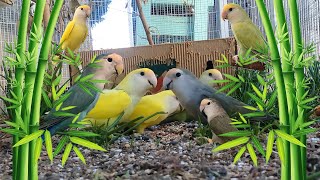 My Peach Faced Lovebirds Are Settling in For The Season