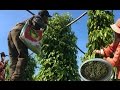 Harvesting Black Peppers at Posat Province "Growing Black Peppers  in Cambodia