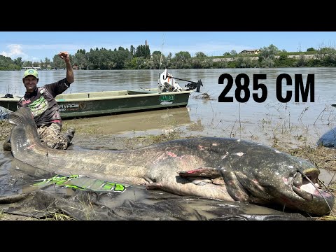 World Record Catfish 285cm River Po Italy @AlessandroBiancardi