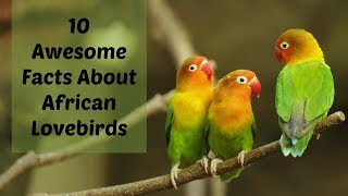 10 Awesome Facts About African Lovebirds | Animals Unlimited | Sameer Gudhate by Animals Unlimited 9,043 views 5 years ago 8 minutes