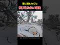 雪に埋もれても飛び立たない理由
