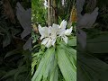 Now that it is raining all sorts of plantlife is flowering.