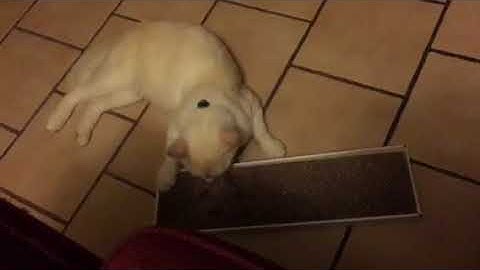 Familia catnip scratch pad