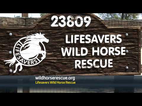 Lifesavers Horse Rescue