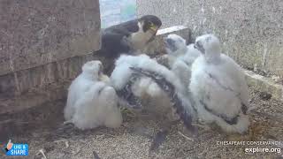 Already About Halfway to Fledging! - Chesapeake Conservancy Peregrine Falcons Barb & Boh (5/6)