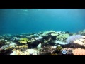 Underwater surveys of the northern great barrier reef during the 2016 coral bleaching event