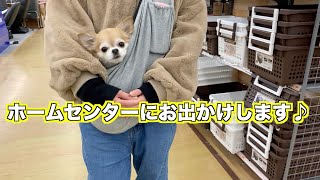 犬チワワとホームセンターにお出かけしてきた！