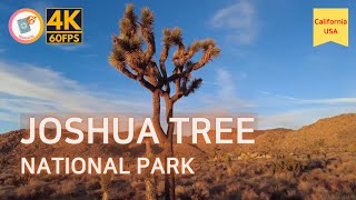 [4K] Driving & Walking California & National Park USA: Road to Joshua Tree National Park