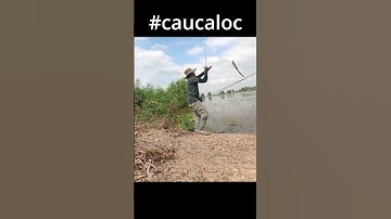 CÂU CÁ LÓC ĐỒNG Ep2 #shorts #caucaloc #5râuđivàcâu #recaloc #fishing