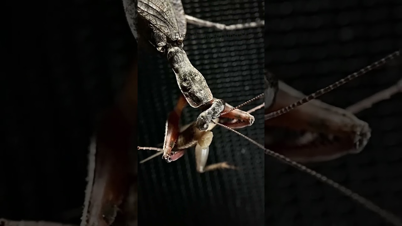 Bark Mantis Eating A Small Cricket