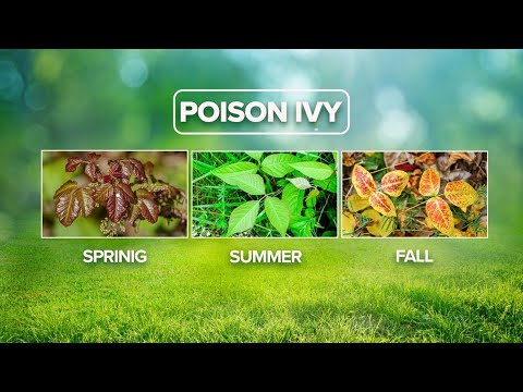 Poison ivy: Identifying the plant and staying safe around it