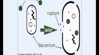 ميكانيكية عمل البنسلين على البكتيريا