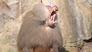 Pavian Baboons Alpha Monkey  Anführer der Gruppe