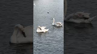 They stayed close today ✨🤍 #relaxing #nature #norway #swans