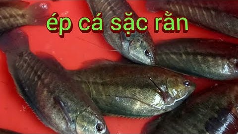 kỹ thuật ép cá sặc rằn,