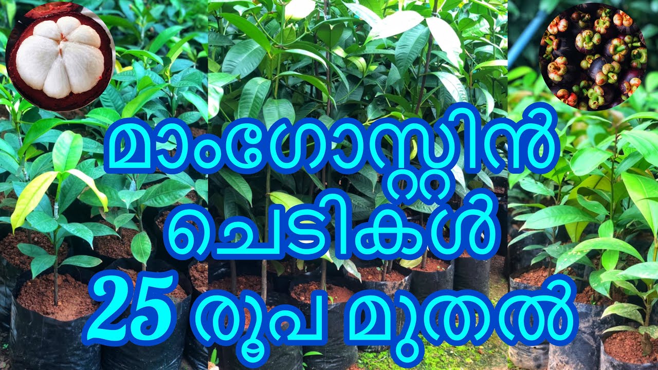 Mangosteen Plants | മാംഗോസ്റ്റീൻ ചെടികൾ വേണോ | Kallada Gardens |Govt
