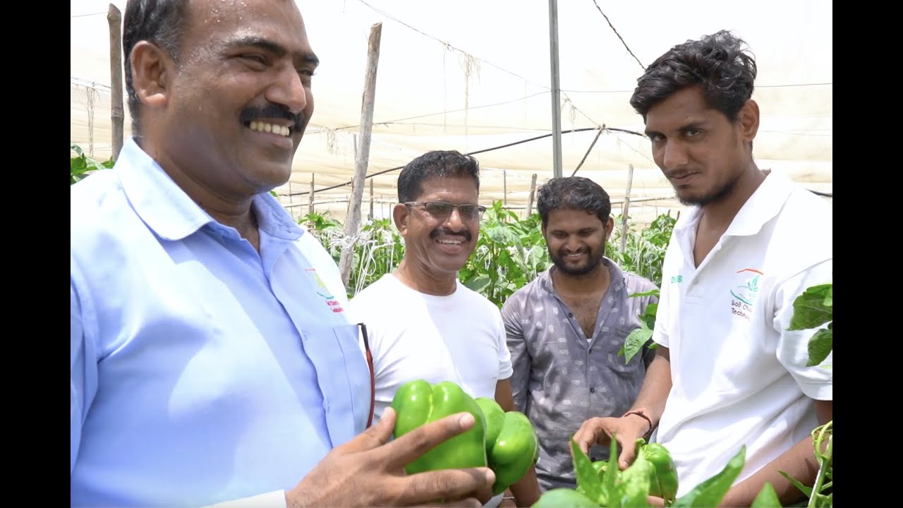 Soil charger tech.₹ 2लाख💰ढोबळी 2एकरचा पहिला तोडा ,1100जाळी‼️; सतत लॅासला वैतागून शेती विकनार होते🤔