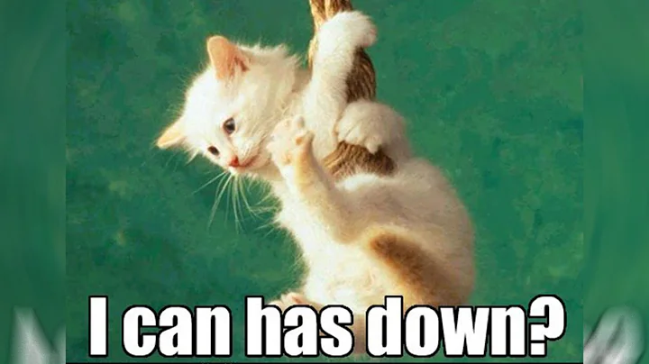 Video 11817621: cat funny adorable, cat playing