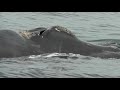 Whale watching in Valdés Peninsula - Patagonia - Argentina