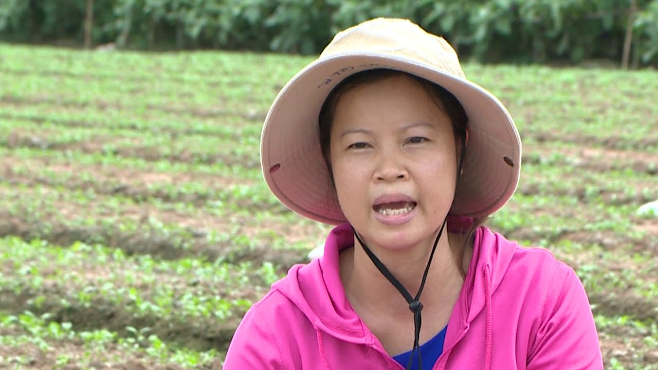 QUY TRÌNH KỸ THUẬT SẢN XUẤT CẢI NGỌT AN TOÀN