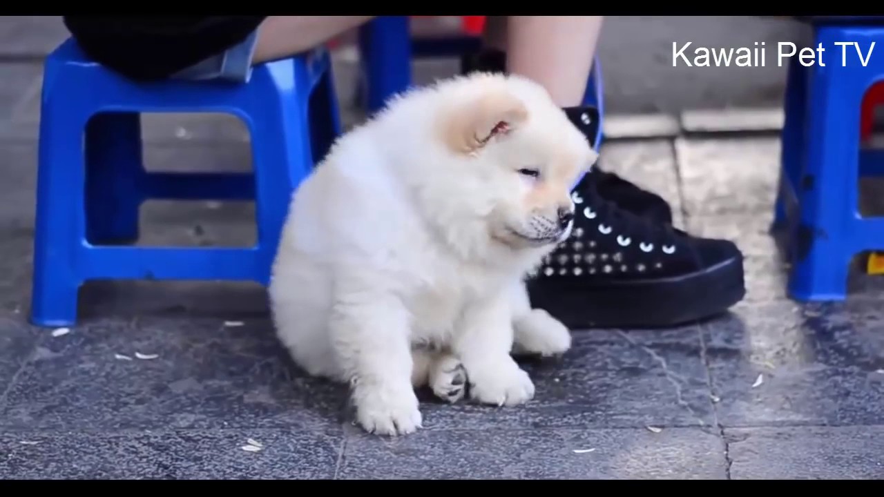 可愛い犬 世界一可愛いチャウチャウのワンちゃん Youtube
