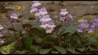 :   -    Haberlea Rhodopensis,  