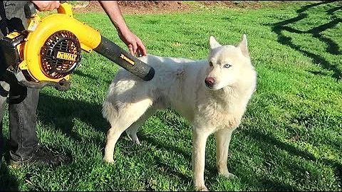 So You Want a Husky? Be Ready for This!