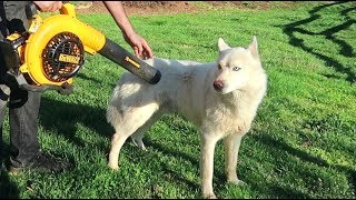 So You Want a Husky? Be Ready for This! So You Want a Husky? Be Ready for This!
