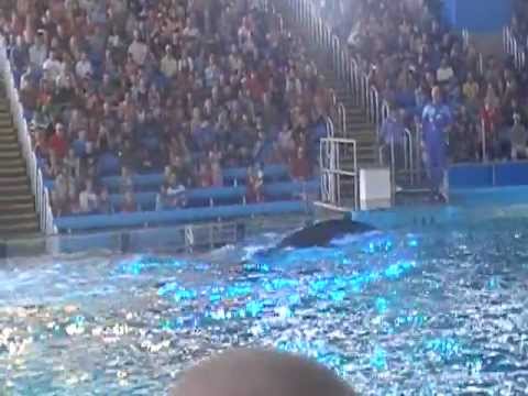 SeaWorld Shamu Show Ending - YouTube