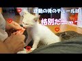 たくさん遊んでちゅーるを食らう猫　～豆大福16話目～