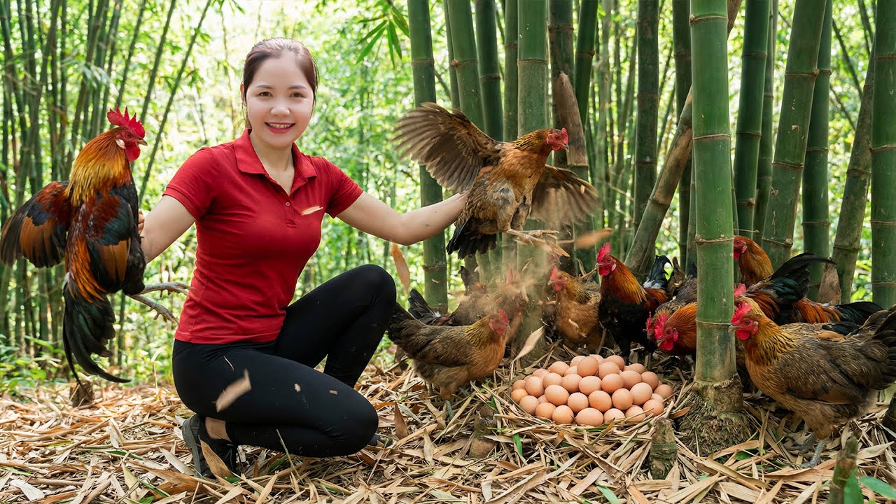 Harvesting 1000+Kg Mutant Black Chicken in the Forest To Sell At Marke - Wild Black Chicken